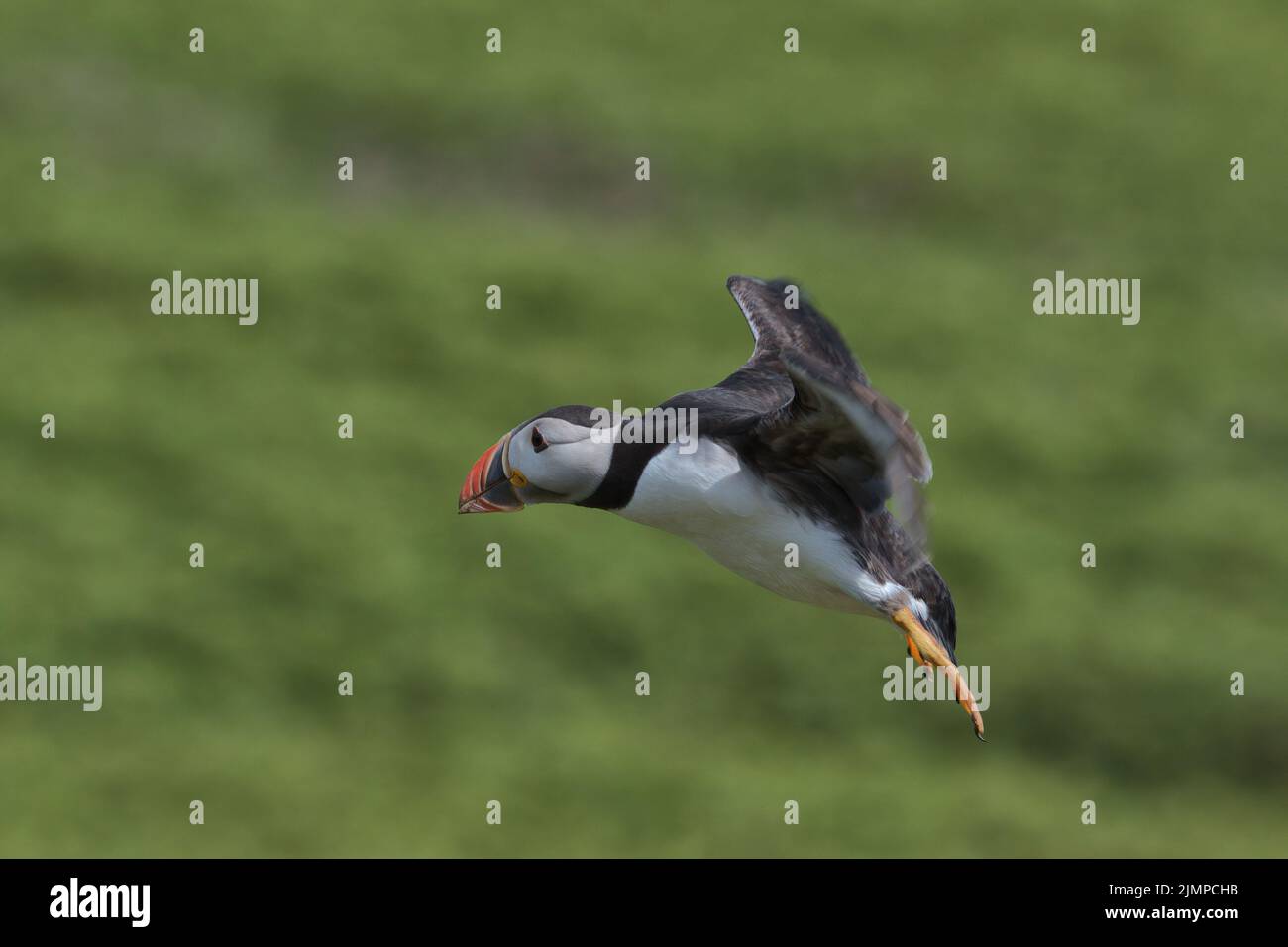 Atlantischer Papageientaucher im Flug mit grünem Hintergrund auf der Insel Skomer. Stockfoto