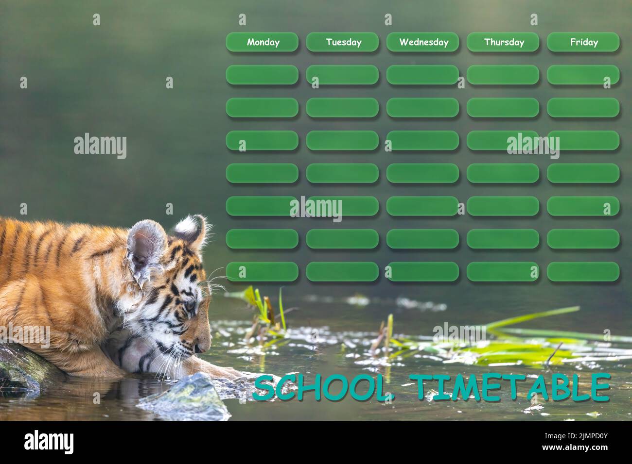 Seitenansicht des bengalischen Tigerkubs mit Blick auf den Schulplan. Horizontal. Stockfoto