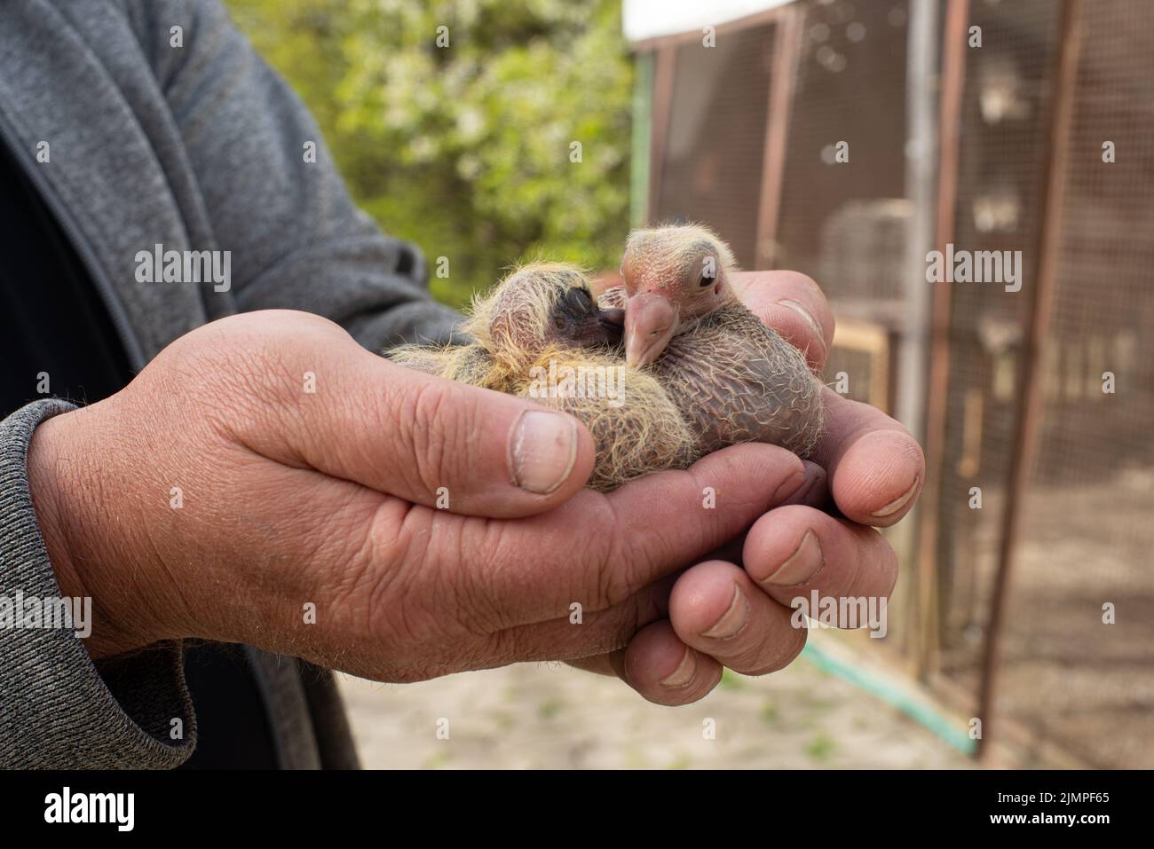 Ein Paar Taubenschnecke in einer schickeren Hand Stockfoto