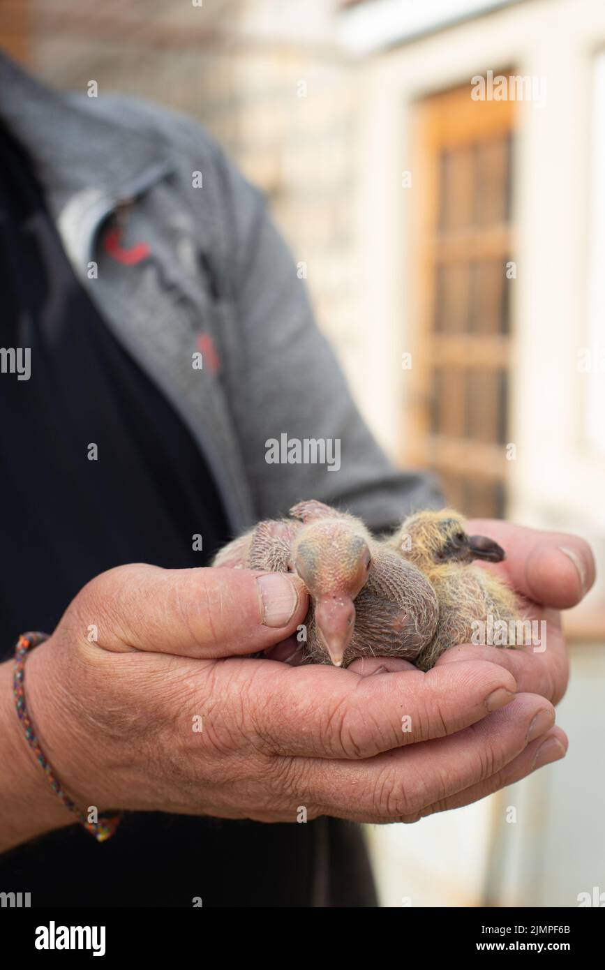 Ein Paar Taubenschnecke in einer schickeren Hand Stockfoto