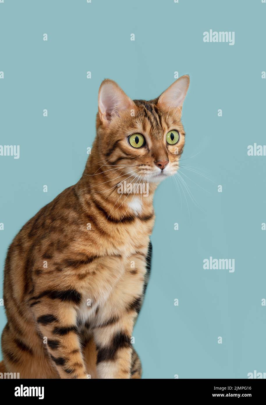 Ernst gestreifte Bengalkatze mit grünen Augen Stockfoto