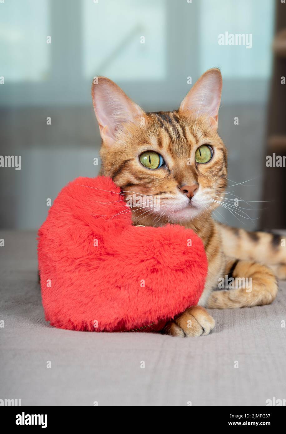 Vertikale Aufnahme einer Hauskatze in der Nähe des roten Spielzeugherzen Stockfoto