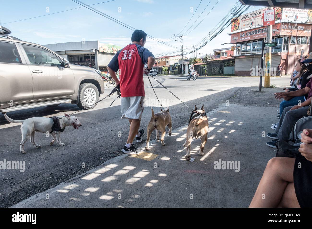 Mann, der drei Hunde an Menschen vorbeiläuft, die an einer Bushaltestelle in Tres Rios, Costa Rica, warten. Stockfoto