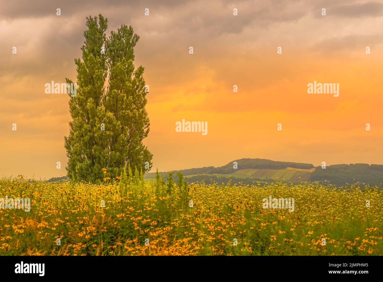 Ken und Maria von Bäumen und Sonnenuntergang (Hokkaido Biei-Cho) Stockfoto