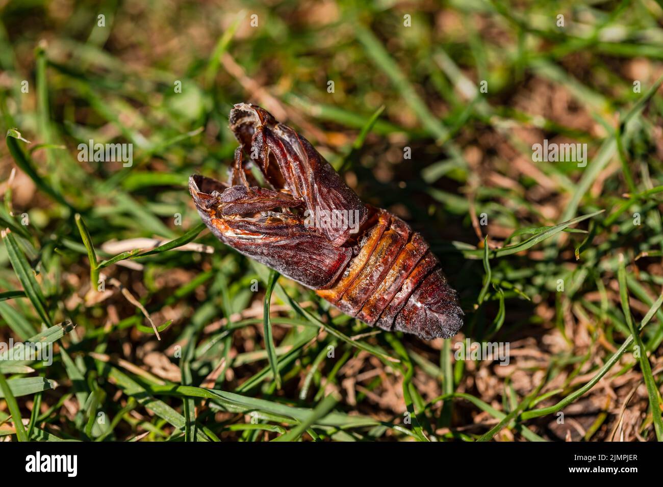 Getrocknete Chitin-Schale eines im Garten isolierten Insekts Stockfoto