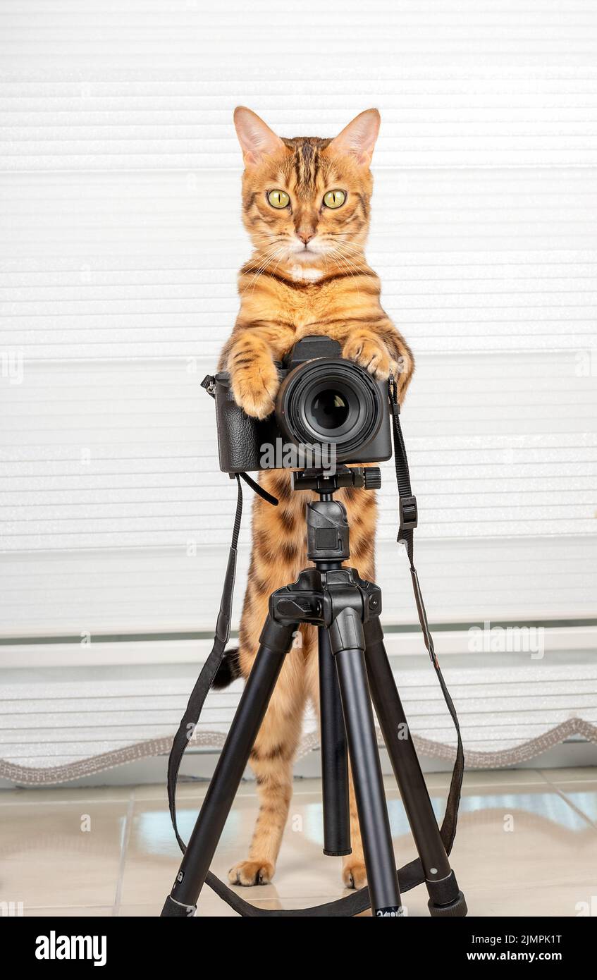 Eine lustige Hauskatze fotografiert mit einer Spiegelreflexkamera. Stockfoto