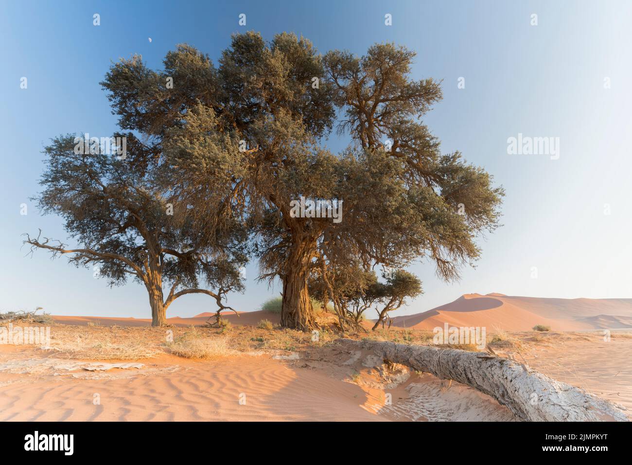 Blick auf die Landschaft in Deadvlei, Namibia Stockfoto