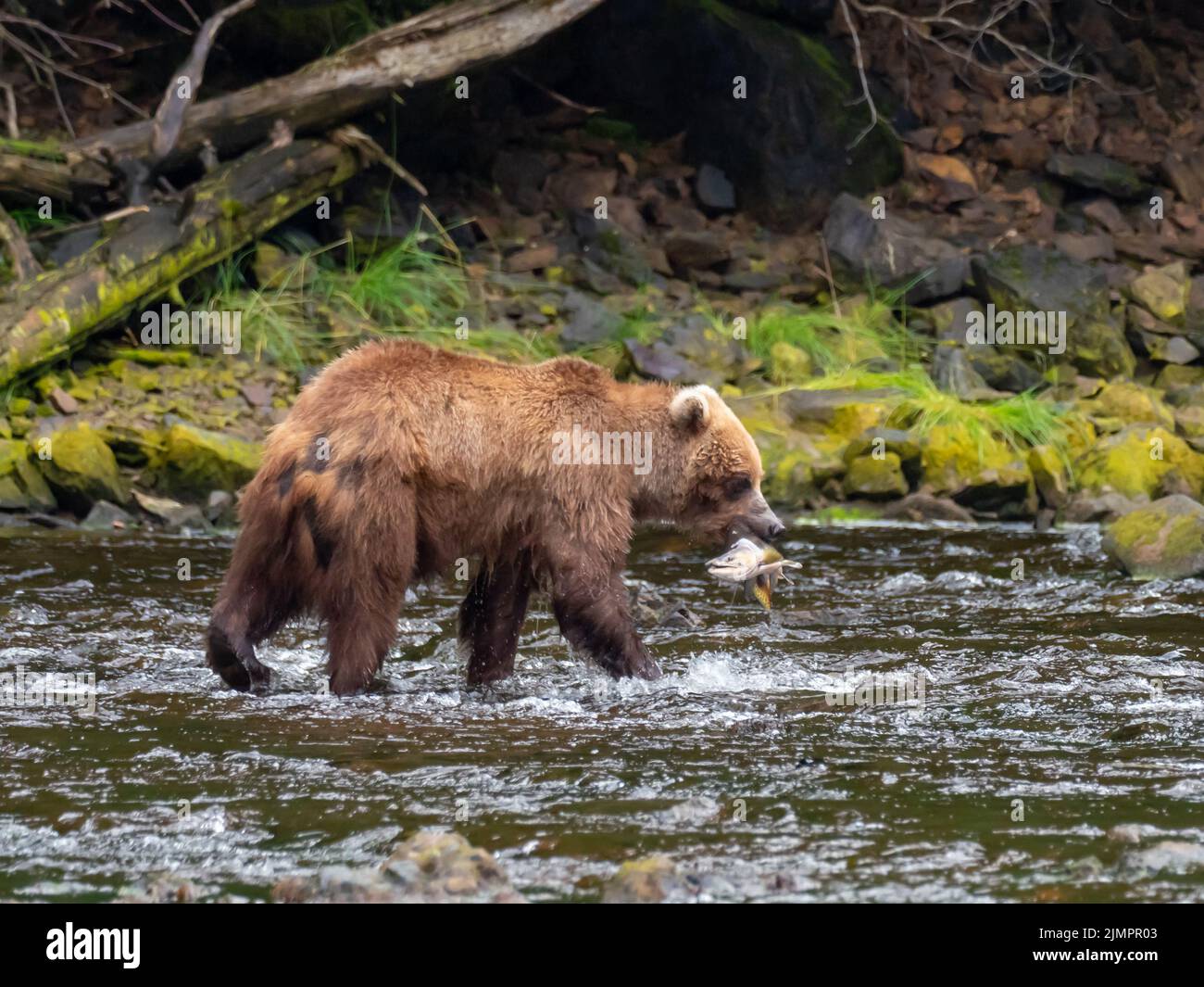 Braunbär, Ursus arctos, Lachsfang in einem Fluss im Südosten Alaskas, USA Stockfoto