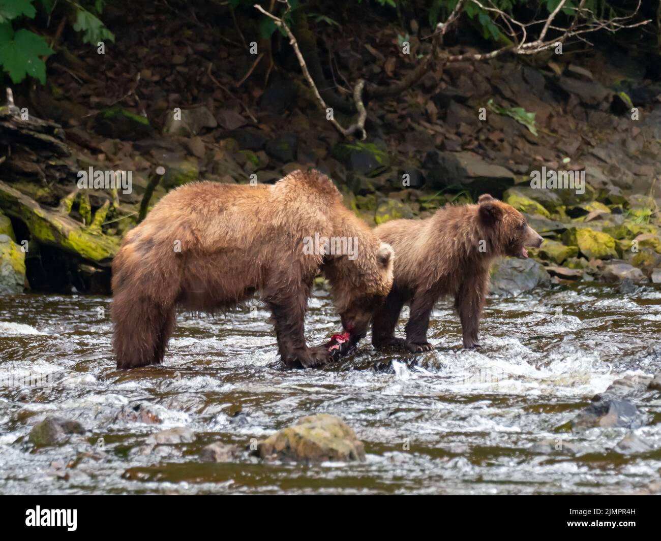 Braunbär, Ursus arctos, Lachsfang in einem Fluss im Südosten Alaskas, USA Stockfoto