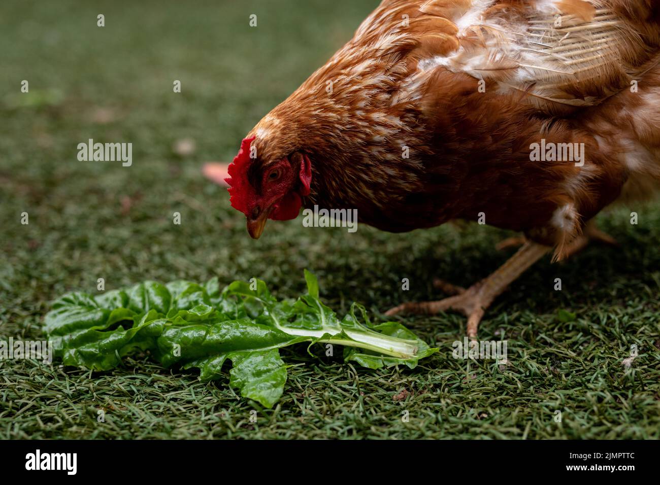 Nahaufnahme einer braunen Henne, die grünes Blatt auf Gras auf der Geflügelfarm frisst Stockfoto
