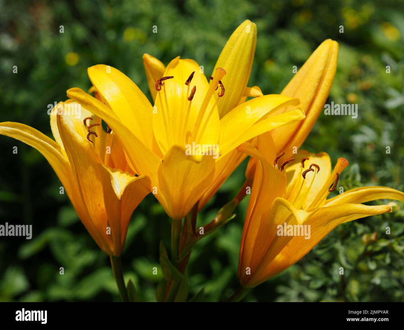 Im Hochsommer in einem Garten in Ottawa, Ontario, Kanada, ein atemberaubendes Goldgelb einer Lilie (Lilium bulbiferum). Stockfoto