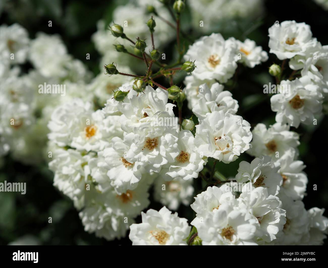 Reine weiße Blütenfülle einer wandernden Rose (Rosa multiflora) in einem Garten in Ottawa, Ontario, Kanada. Stockfoto