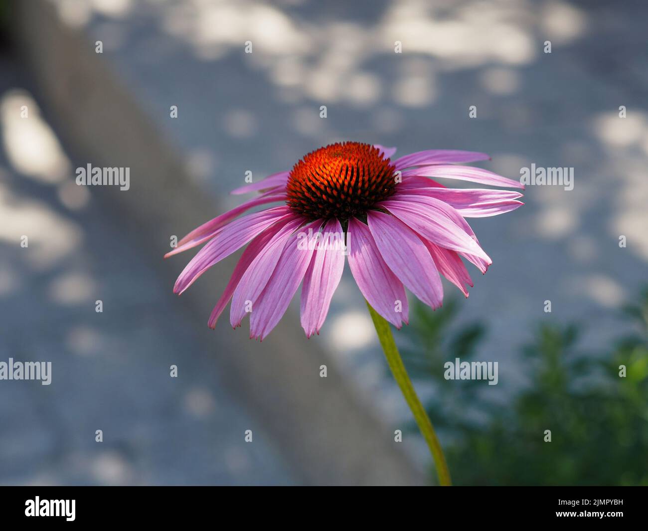 Eine schattige violette Kegelblume (Echinacea purea) gegen einige Betontreppen in einem Garten in Ottawa, Ontario, Kanada. Stockfoto