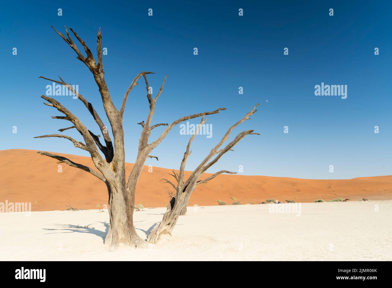 Blick auf die Landschaft mit Sanddünen und toten Bäumen in Deadvlei, Namibia Stockfoto