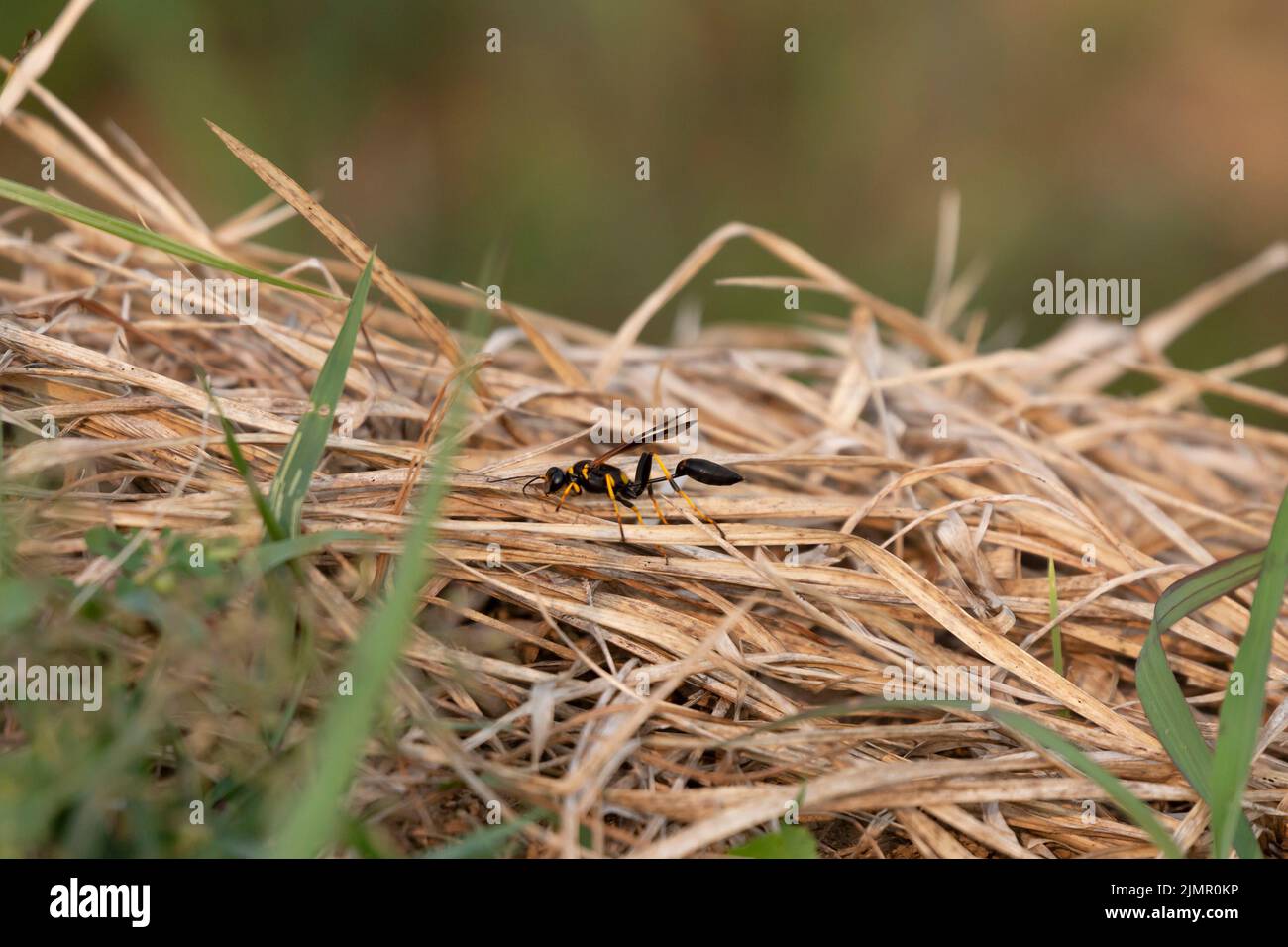 Gelbbeinige Schlammtaubenwespe (Sceliphron caementarium) auf trockenem Gras Stockfoto