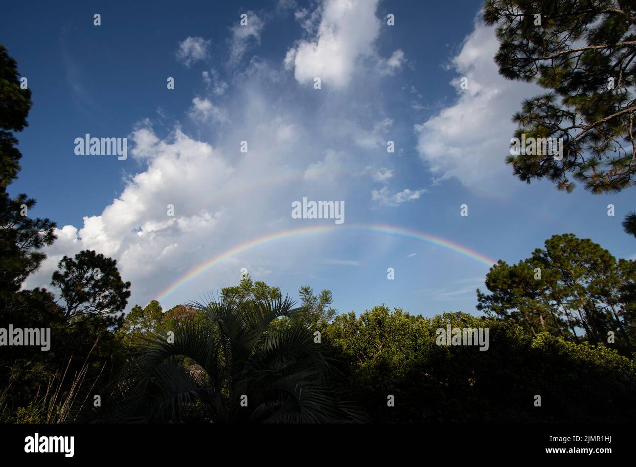Ein wunderschöner voller Regenbogen über einem üppigen grünen Wald Stockfoto