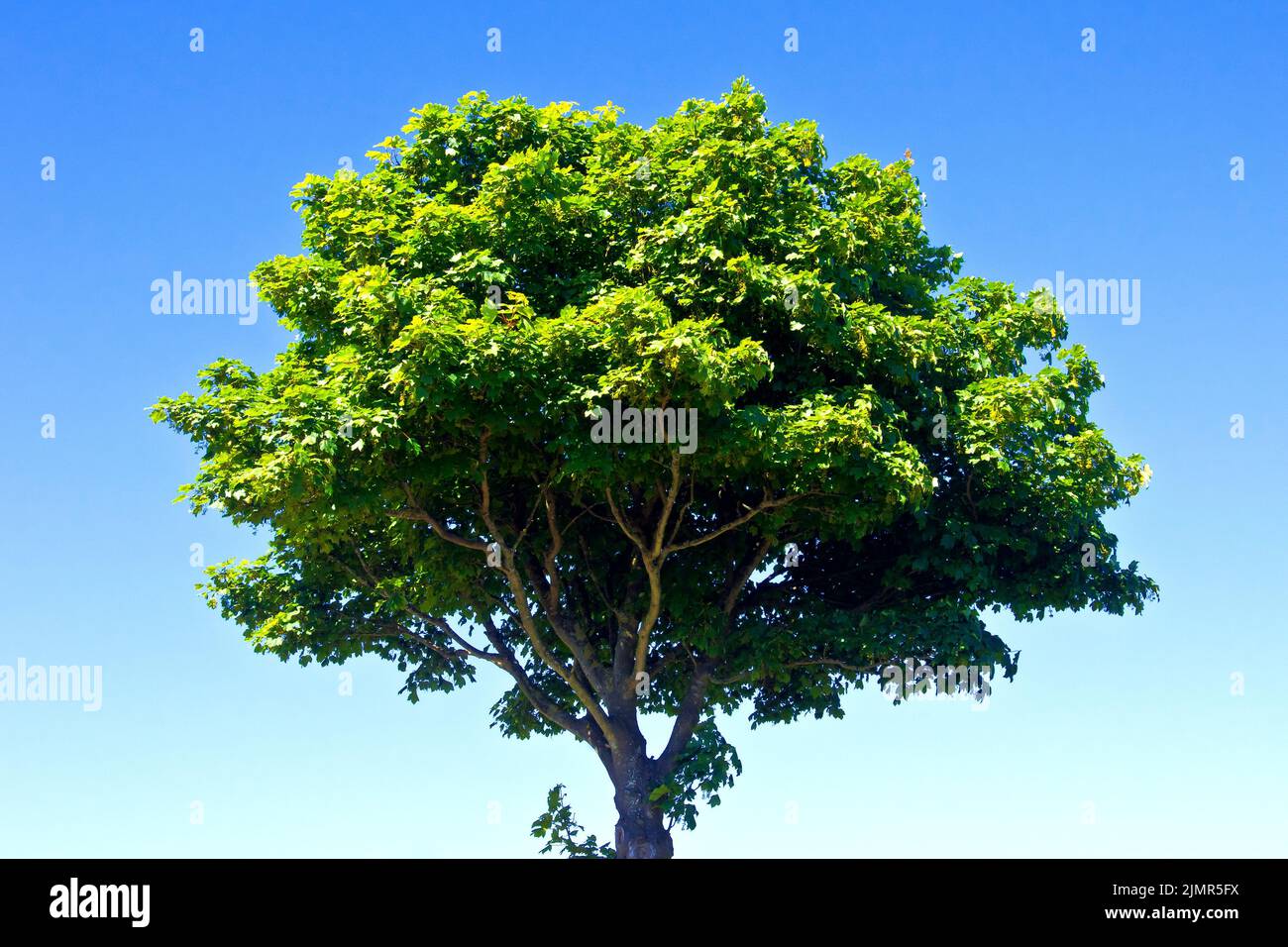 Sycamore (acer pseudoplatanus), ein Schuss eines einsamen, kleinen, jungen Baumes mit vollem Blatt, bei Sonnenschein und isoliert vor einem klaren blauen Himmel. Stockfoto