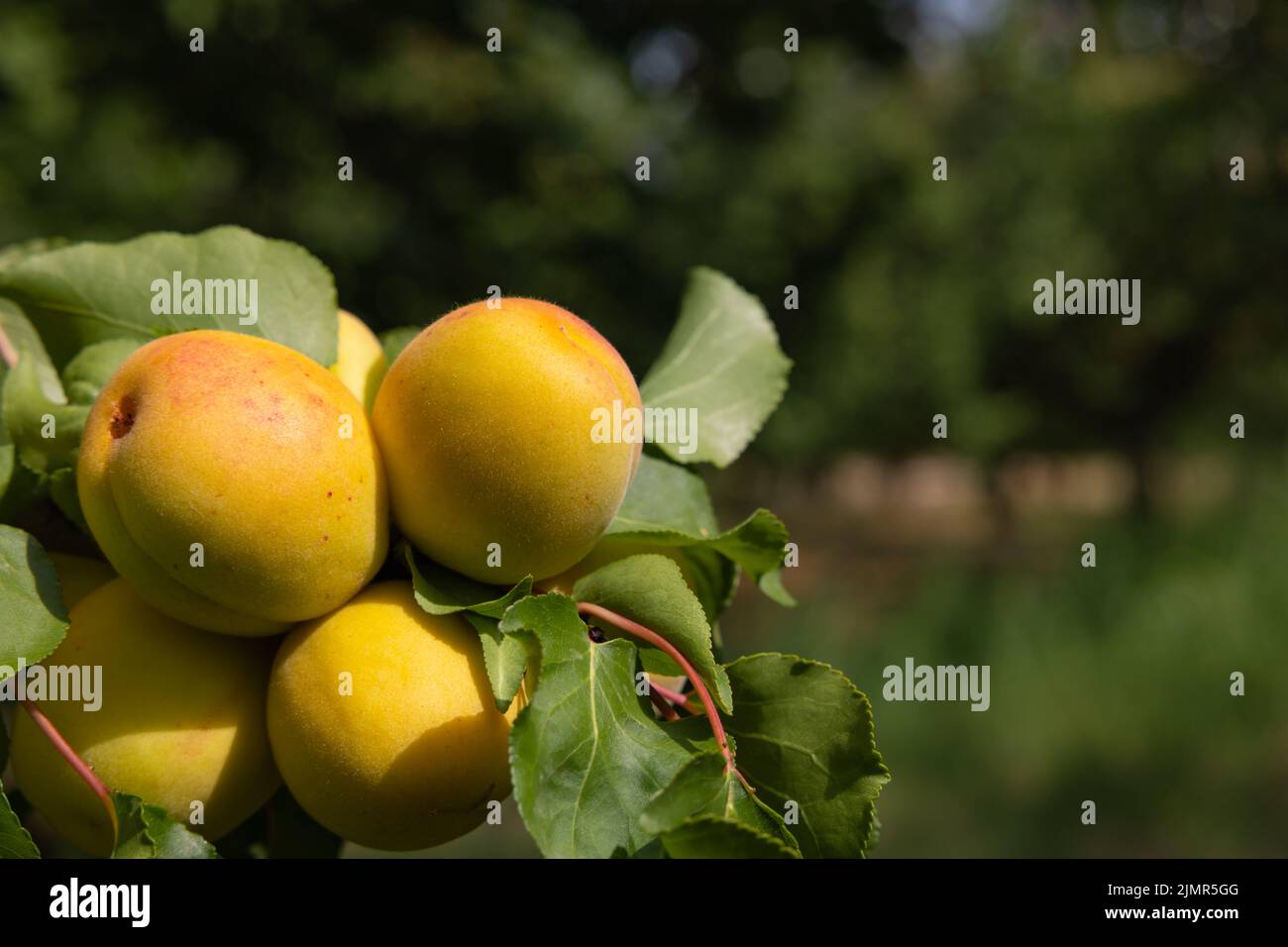 Aprikosen im Fokus. Vegane Lebensmittel Hintergrundbild mit Platz für Text. Aprikosenproduktion in Malatya Türkei. Stockfoto