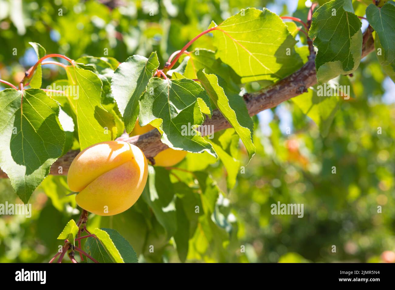 Aprikose auf dem Ast. Bio-Obst Produktion Konzept Foto. Aprikosenproduktion in Malatya Türkei. Stockfoto