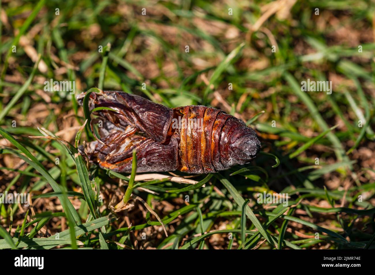 Nahaufnahme eines toten Insekts mit der Schale aus Chitin Stockfoto