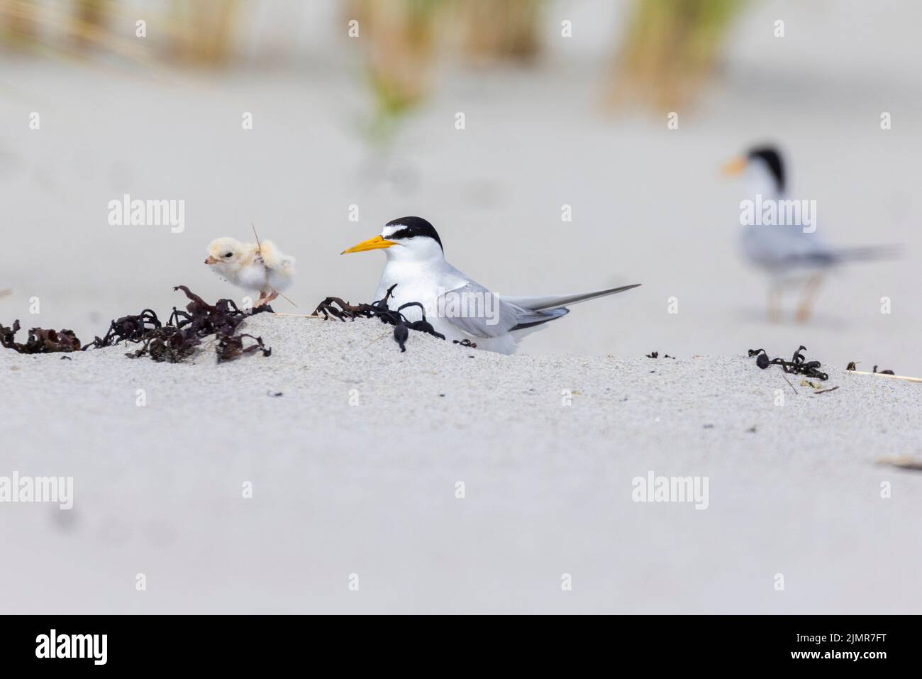 Am wenigsten Seeschwalbe (Sternula antillarum) am Nest Stockfoto