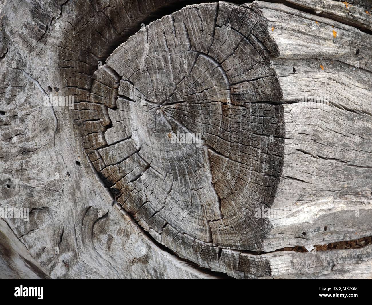 Interessanter Querschnitt des Baumstamms aus Drift-Holz aus der Nähe Stockfoto