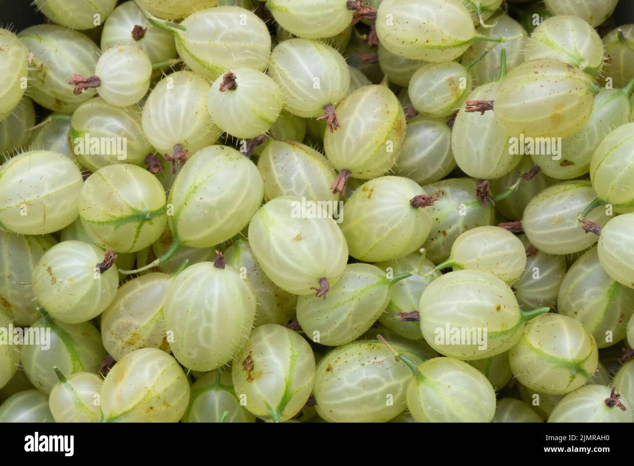 Frisch Gepflückte Grüne Invicta-Stachelbeeren (Ribes Uva-Crispa) Stockfoto