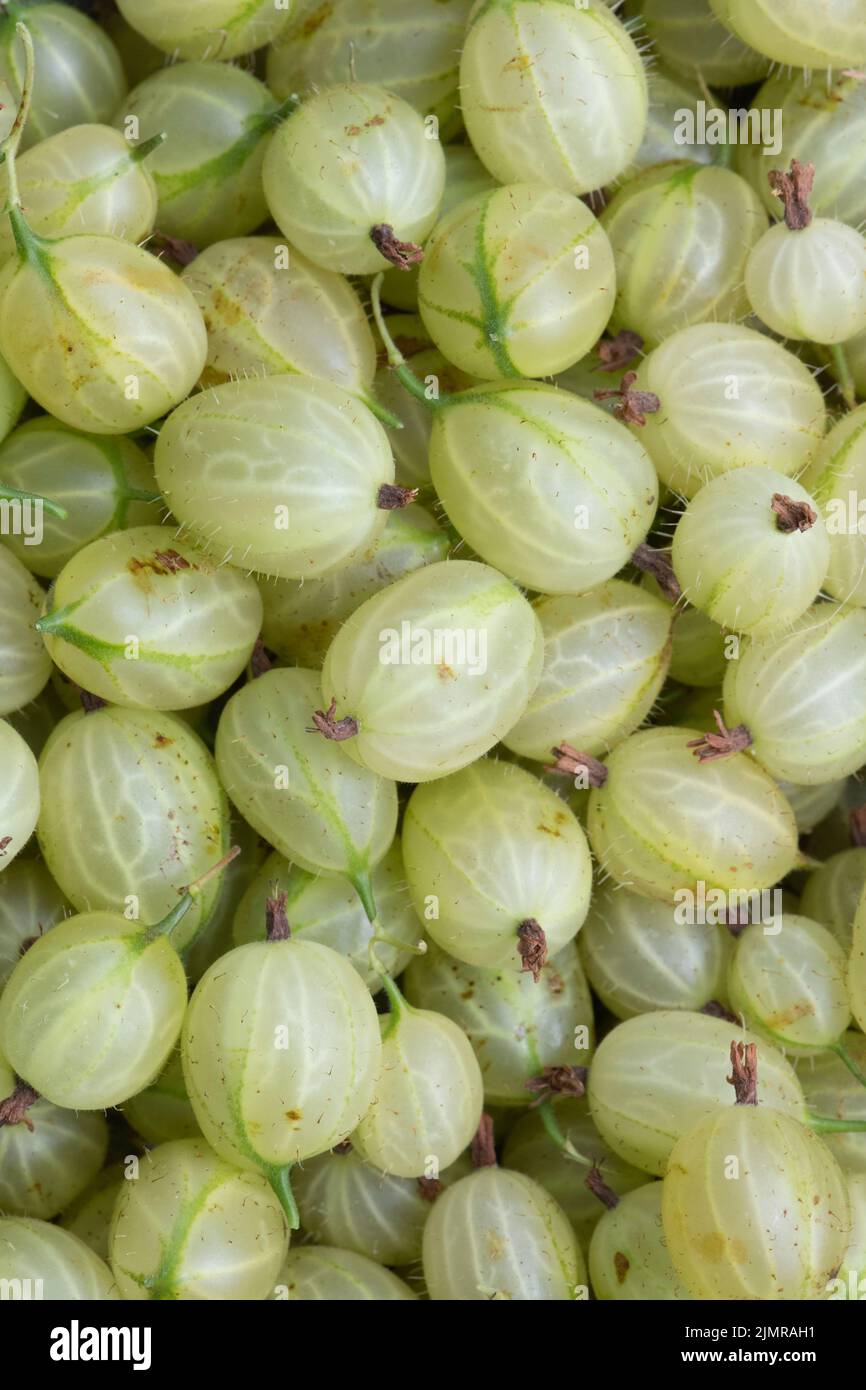 Selbst Angebaute Grüne Invicta Stachelbeeren (Ribes Uva-Crispa) Stockfoto
