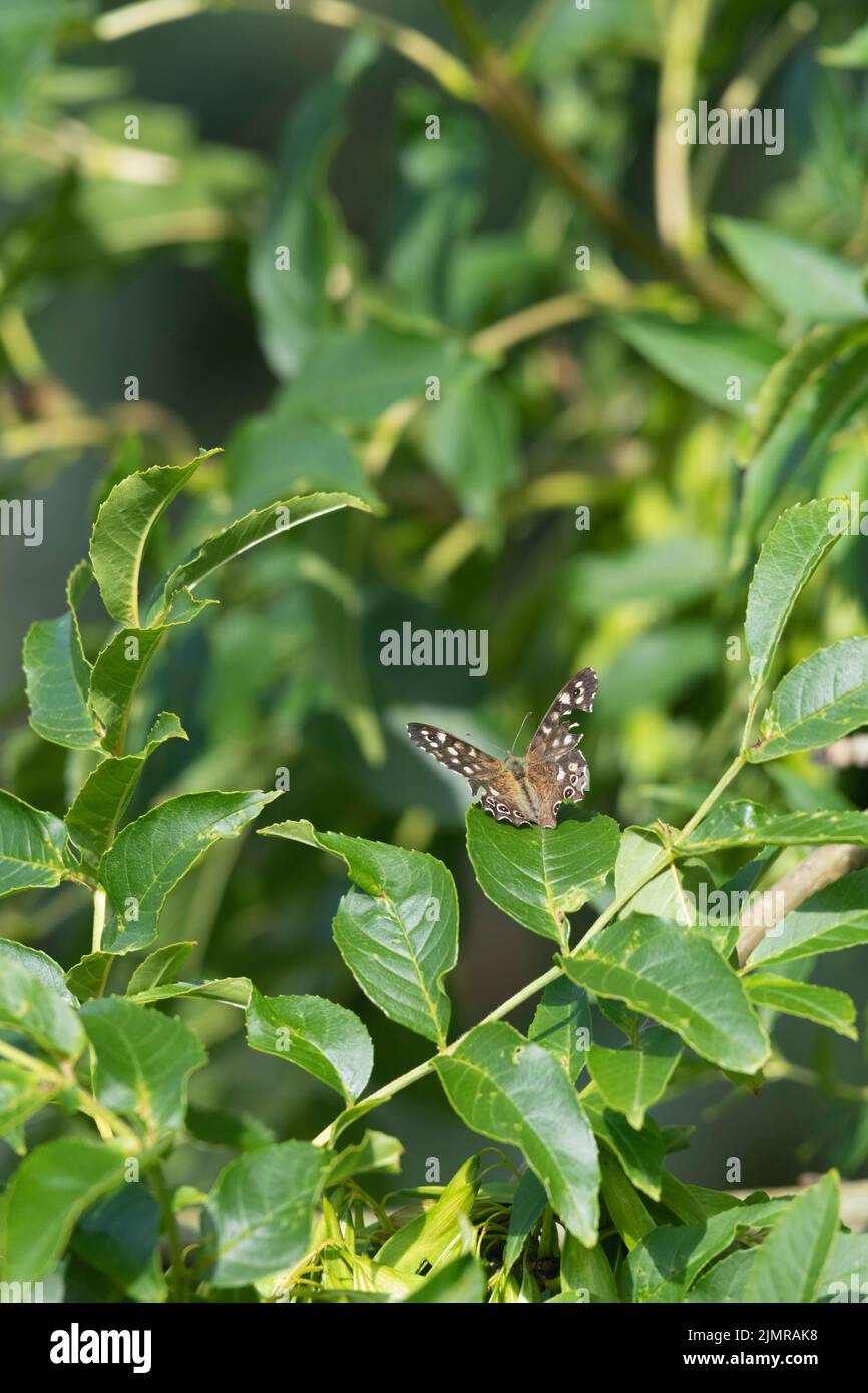 Ein gesprenkelter Schmetterling aus Holz (Pararge Aegeria) mit beschädigten Flügeln, die sich in Sonnenschein auf einem Eschenblatt (Fraxinus Excelsior) klatschen Stockfoto