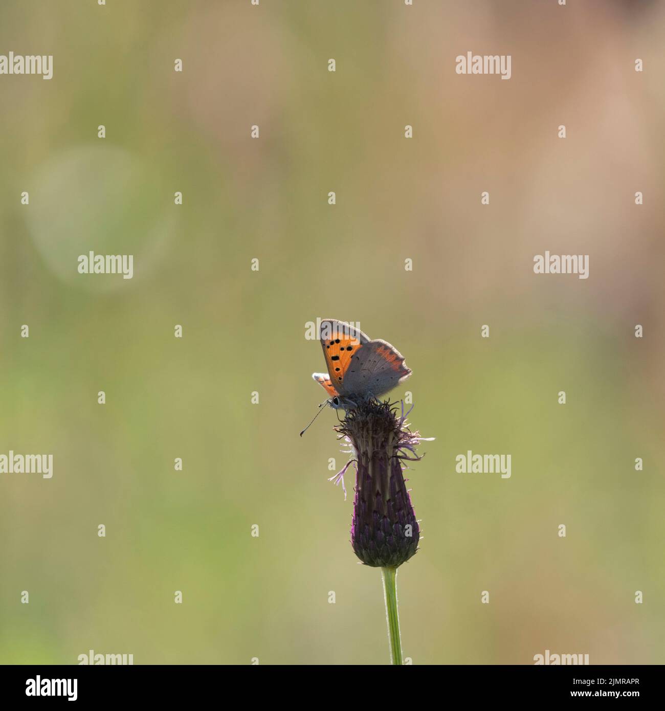 Ein kleiner Kupferfalter (Lycaena Phlaeas), der auf einem schleichenden Thistle (Cirsium Arvense)-Samenkopf aufragt Stockfoto