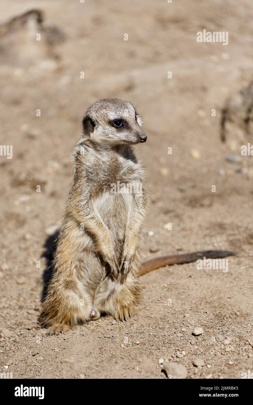 Ein warner Erdmännchen sitzt im Sand und wacht aus Angst vor Raubvögeln Stockfoto