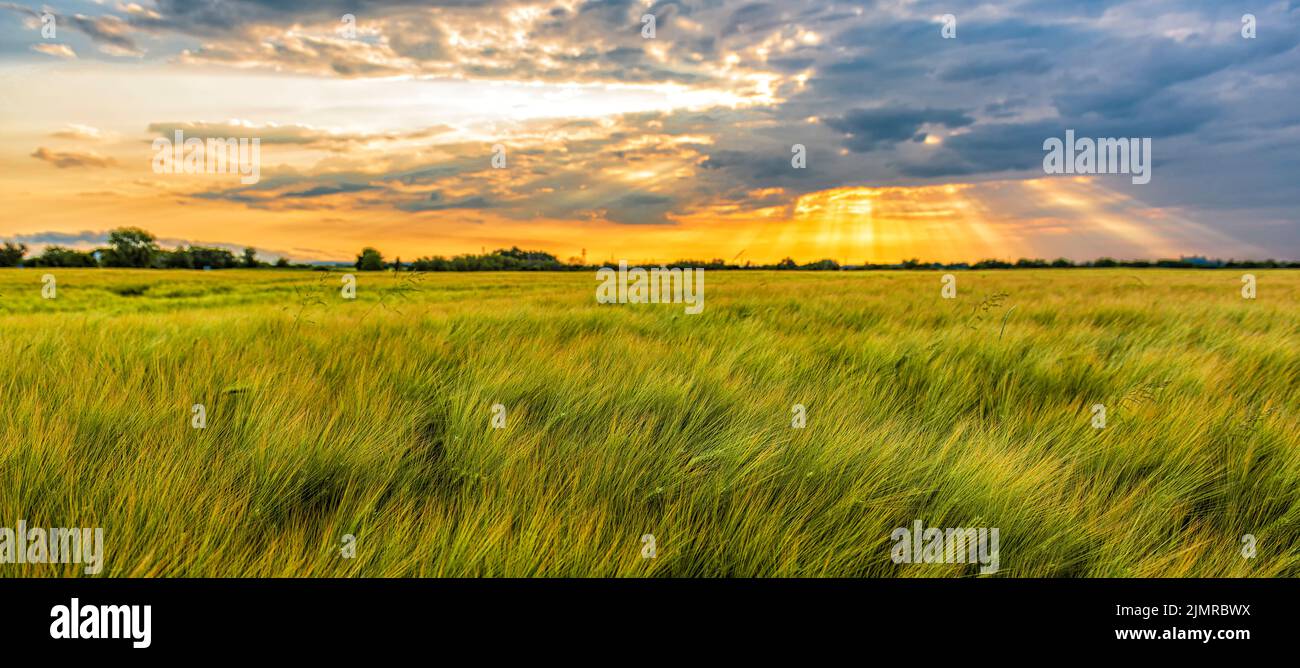 Abendpanorama eines mit Weizenkultur gesät Feldes Stockfoto