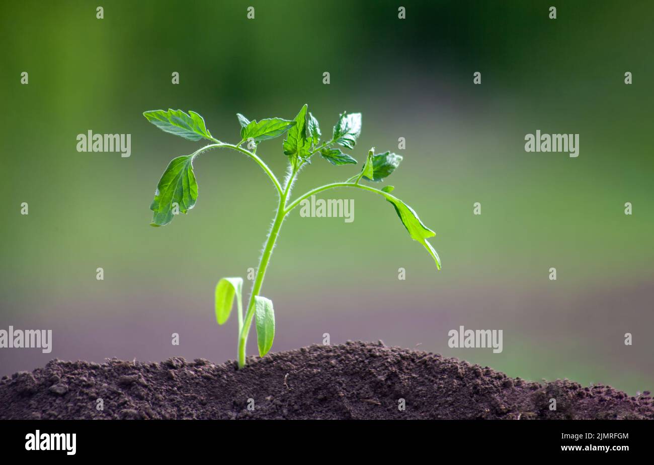 Tomatensämling in den Boden gepflanzt. Die Pflanze wächst im Boden. Verschwommener grüner Gartenhintergrund. Stockfoto