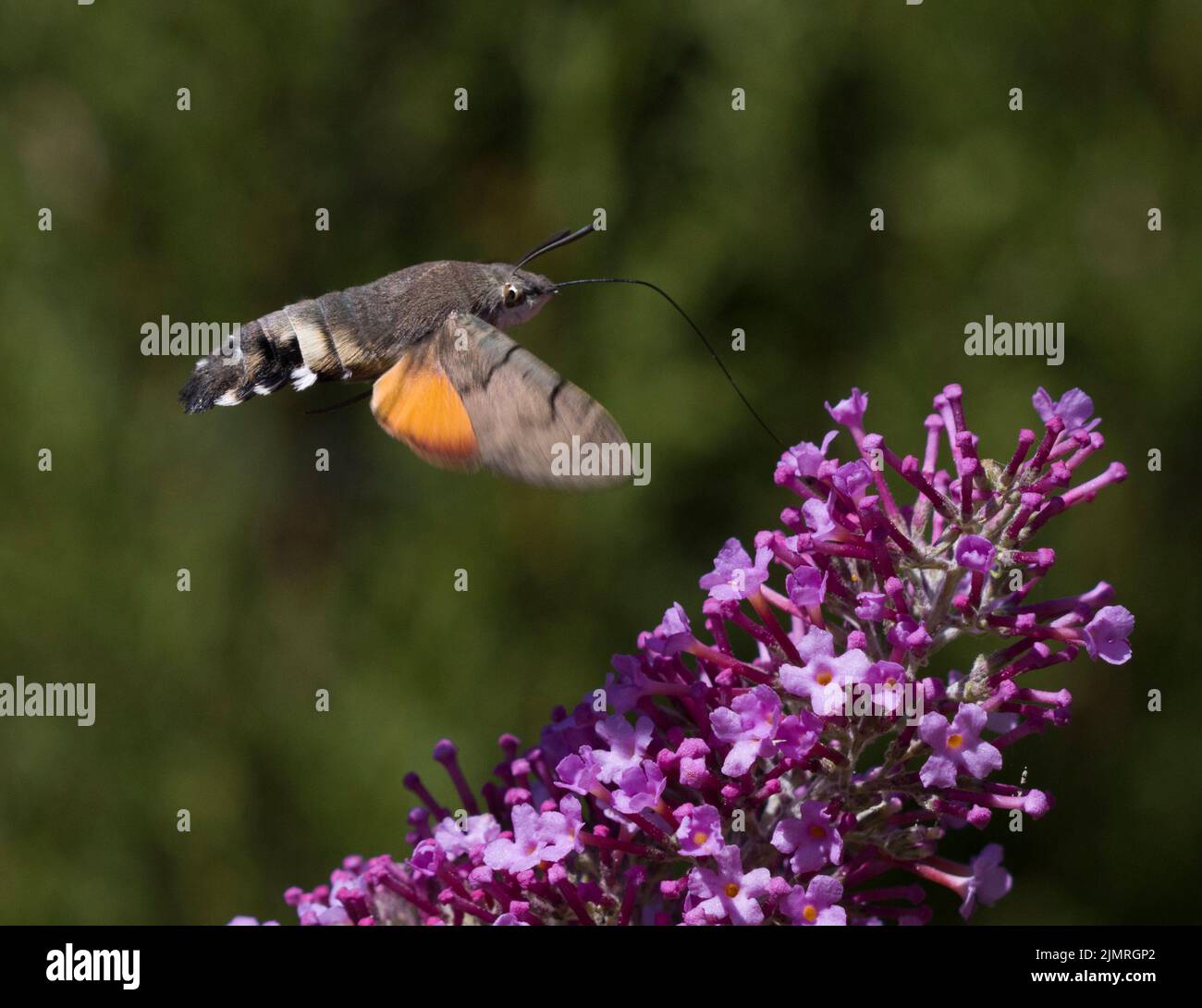 Motte Pyrausta aurata Purpuralis Stockfoto