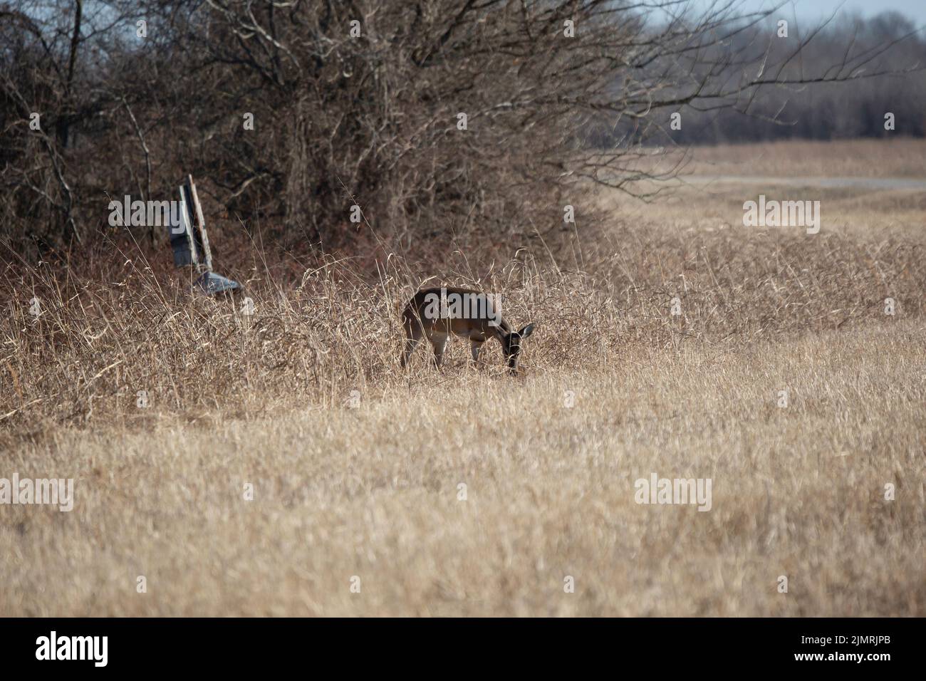 Dreibeinige Weißschwanzhirsche (Odocoileus virginianus), die im Gras fressen Stockfoto