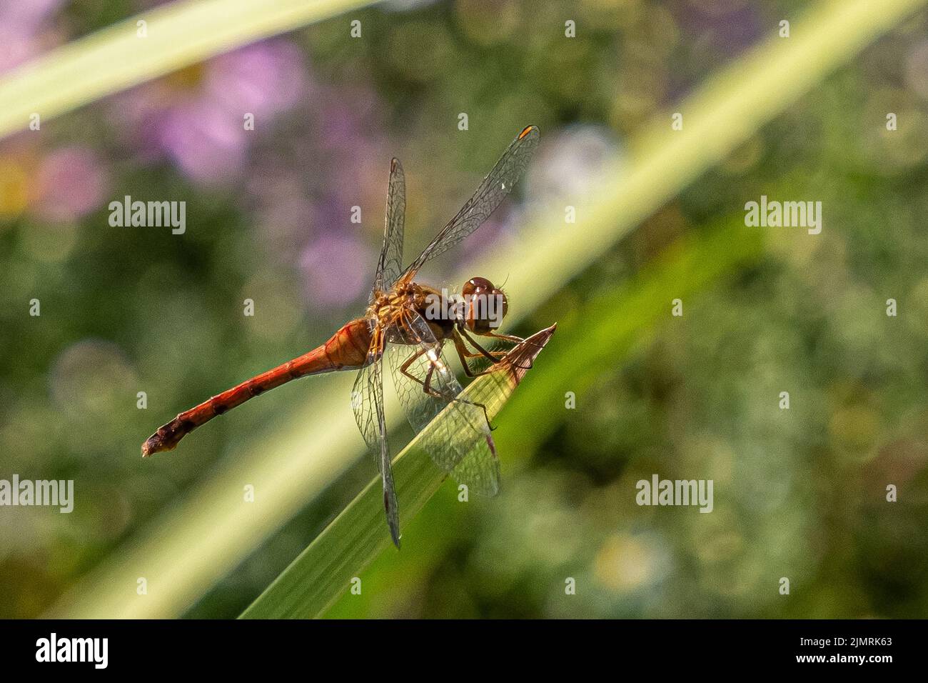 Eine gelbbeinige Wiesenlerche Libelle Stockfoto