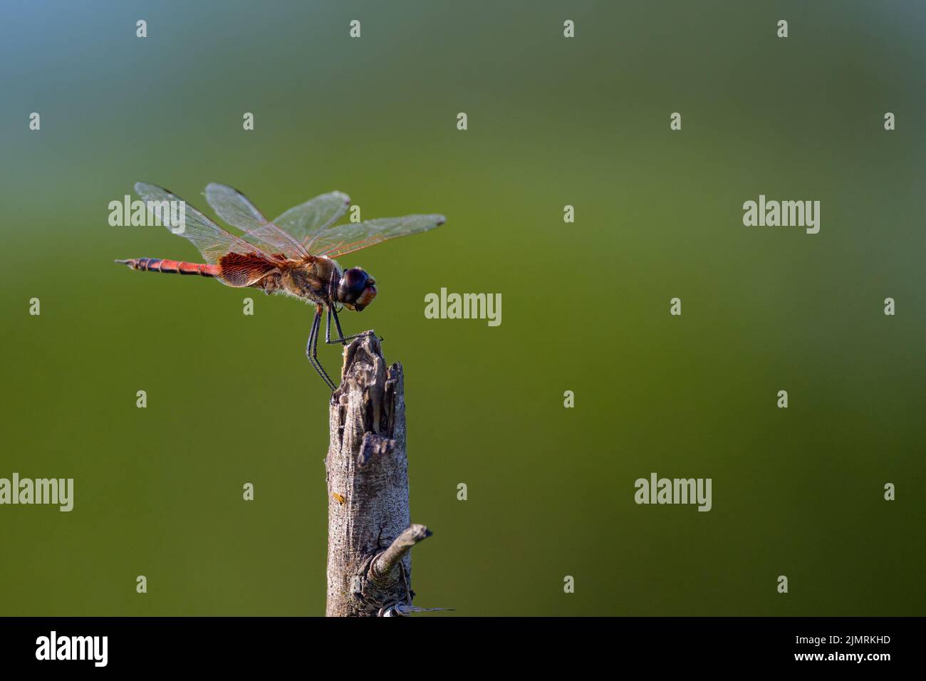 Eine einsamer männlicher Common Glider-Libelle ruht kurz auf einem gebrochenen Ast, bevor sie in St. Lawrence, QLD, Australien, Flugtauchfliegen nach Insekten nimmt. Stockfoto