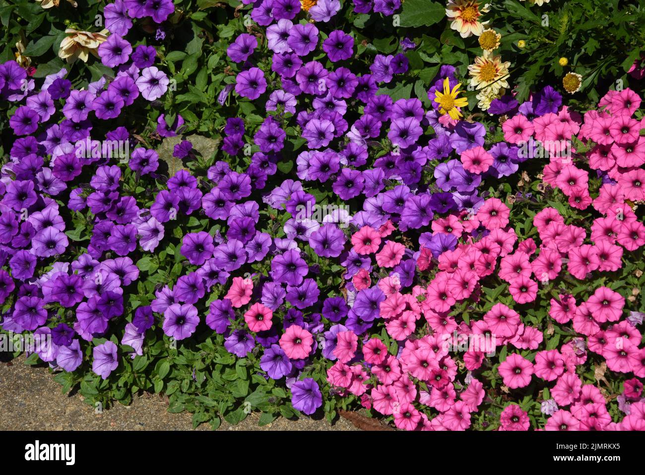 Sommergarten mit Stiefmütterchen, Gänseblümchen und Dahlien. Stockfoto