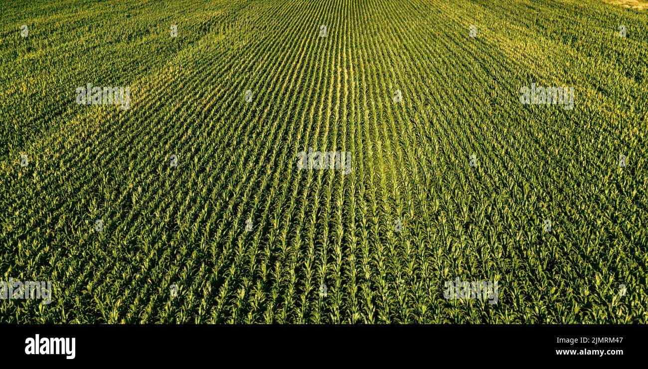 Ein heißer Sommertag mit Blick auf ein frisch wachsendes Maisfeld im ländlichen wisconsin Stockfoto