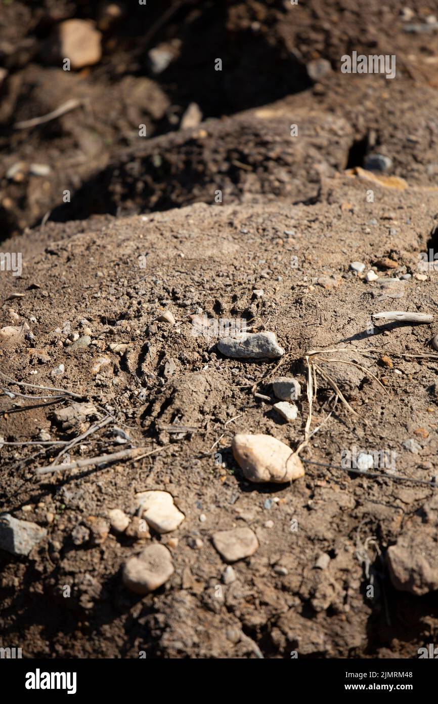 Gemeine Waschbär (Procyon lotor) Spuren in felsigem Schmutz Stockfoto Gemeine Waschbär (Procyon lotor) Spuren in felsigem Schmutz Stockfoto