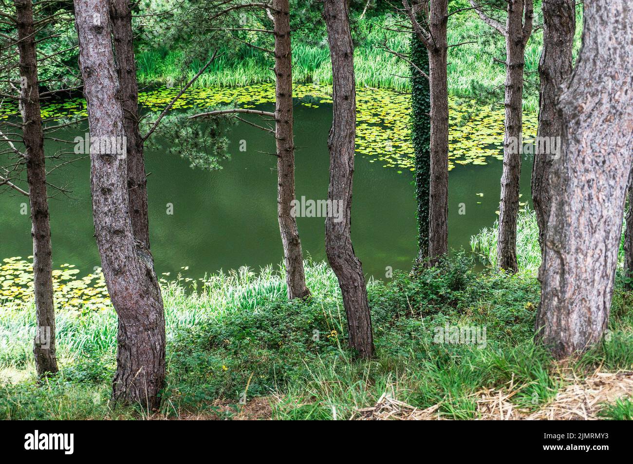 Die Gegend von Furry Glen im Phoenix Park in Dublin, Irland. Blick hinunter auf den Glen Pond und durch reife Wälder, beliebtes Wandergebiet Stockfoto