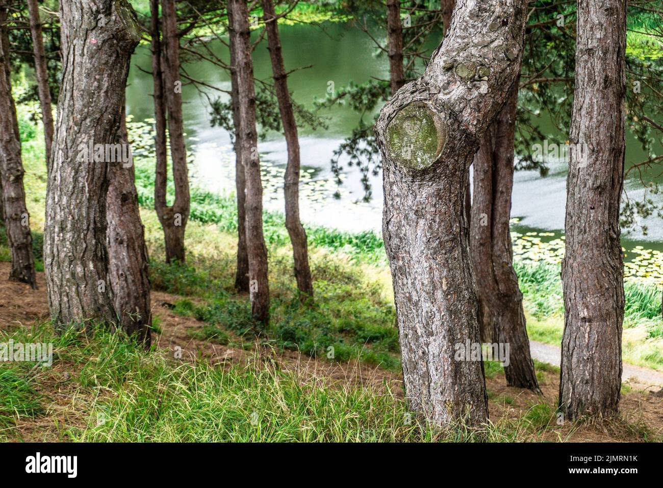 Die Gegend von Furry Glen im Phoenix Park in Dublin, Irland. Blick hinunter auf den Glen Pond und durch reife Wälder, Stockfoto