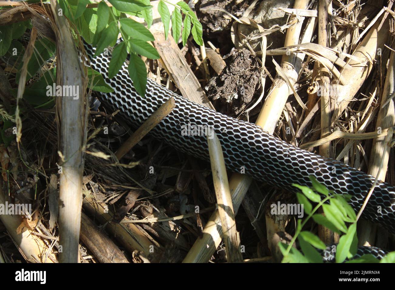 Schwarz-weiße Schlange in der Natur. Stockfoto