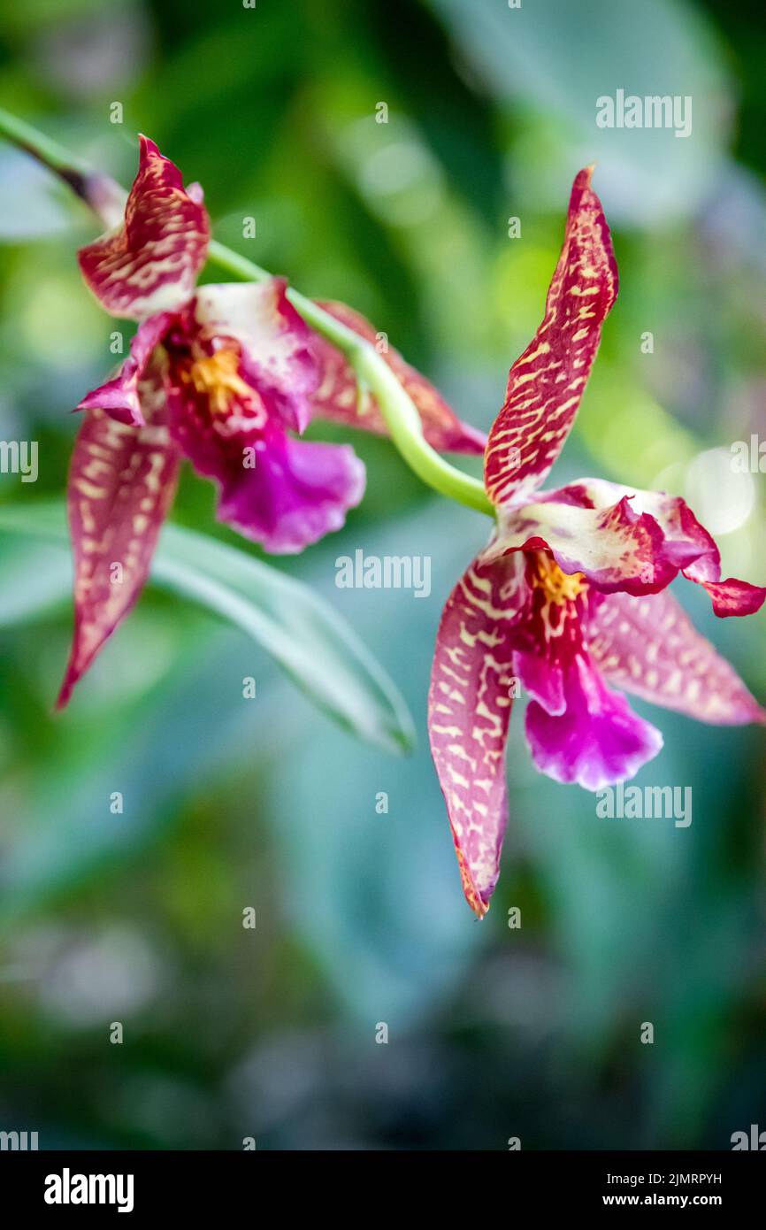 Orchideenblüte, seltene Arten Stockfoto