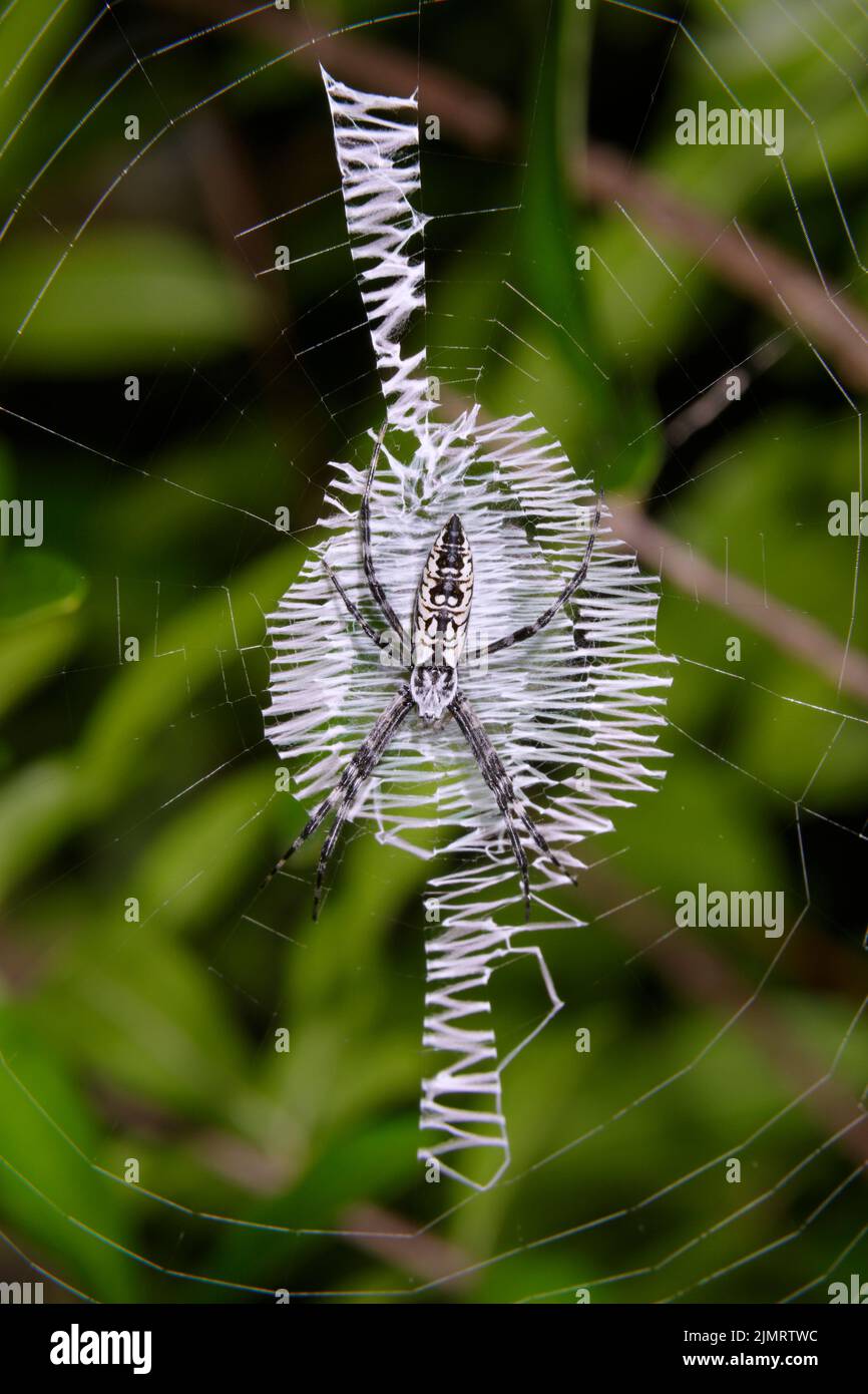 Schwarz-gelbe Gartenspinne (Argiope aurantia) junges Weibchen im strukturierten Orbis-Netz, Galveston, Texas, USA. Stockfoto