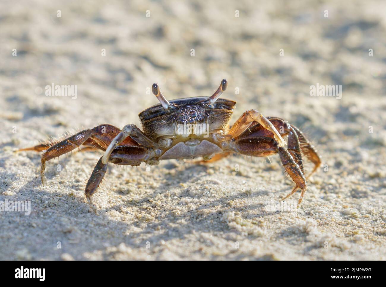 Brackish-Water Fiddler Crab (Uca Minax) Weibchen blubbert beim Atmen von Luft, Galveston, Texas, USA. Stockfoto