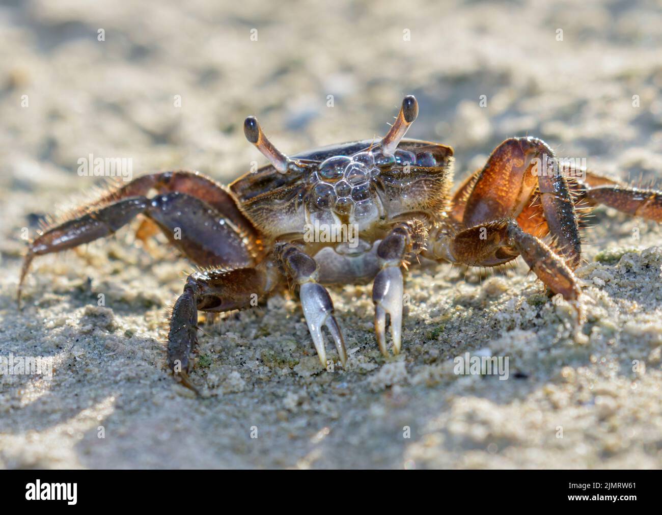 Brackish-Water Fiddler Crab (Uca Minax) Weibchen blubbert beim Atmen von Luft, Galveston, Texas, USA. Stockfoto