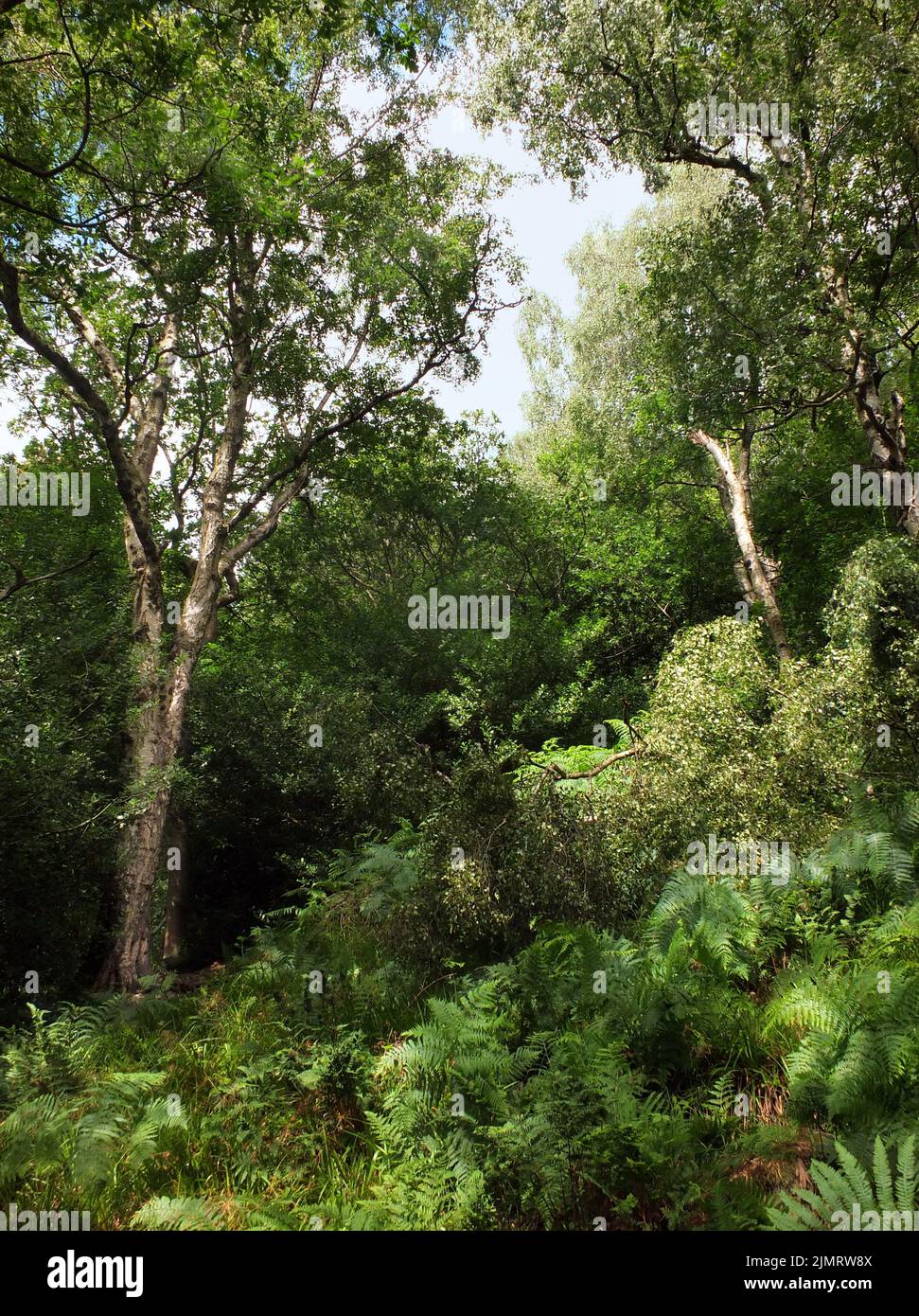Dichter grüner Wald, umgeben von dichtem Farngras und Bäumen im Sommersonnenlicht Stockfoto