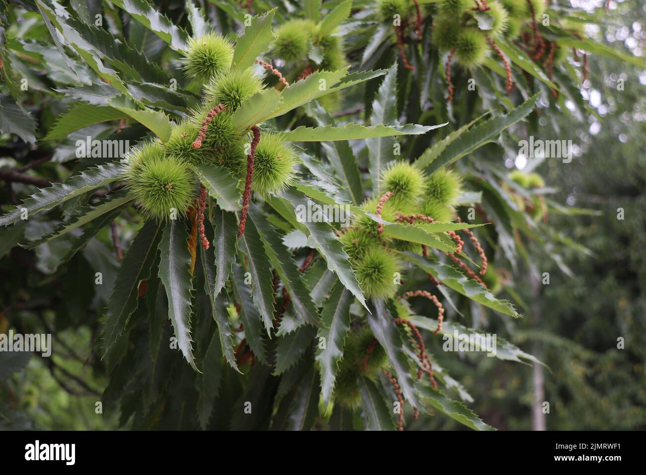 Mühle Castanea sativa. Süßer Kastanienbaum. Zweig der spanischen Kastanie Stockfoto