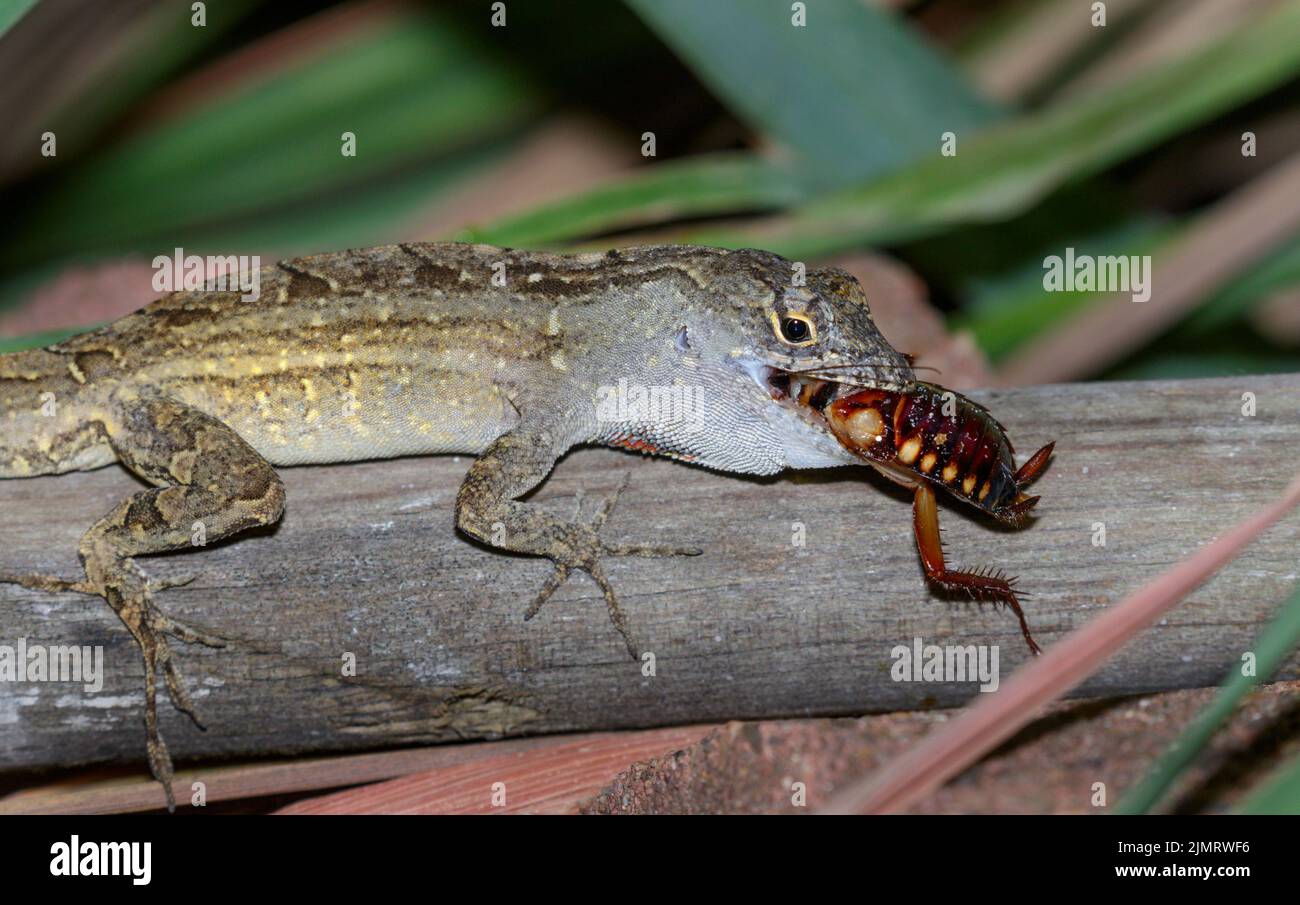 Braune Anole Eidechse (Anolis sagrei) beim Essen einer Kakerlake, Galveston, Texas, USA. Stockfoto